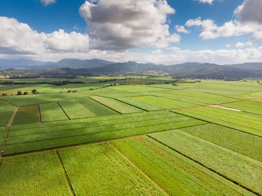 Setor sucroenergético estima moagem de 11,9 milhões de toneladas de cana na safra 2021/22